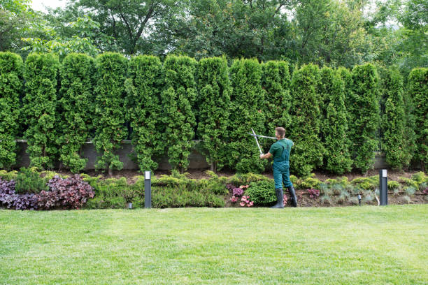 Reliable Colwyn, PA Tree Removal and Landscaping Services Solutions